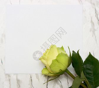 白叶纸上的玫瑰玫瑰叶黄色空白大理石白色植物床单叶子花瓣灰色背景图片
