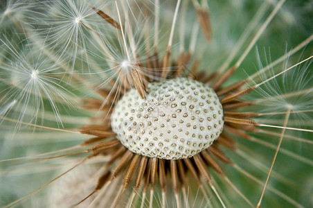 Dandelion的头背景图片