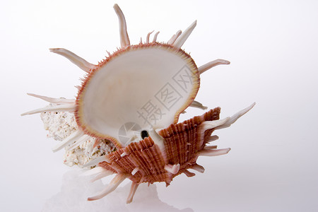 壳壳和珊瑚热带海洋动物贝类蜗牛海螺背景图片