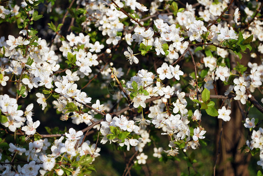 树上白花植物分支机构白色季节绿色天空水果图片