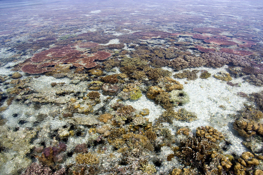 低潮珊瑚息肉热带海洋海葵水族馆生活海滩海岸海景风景图片