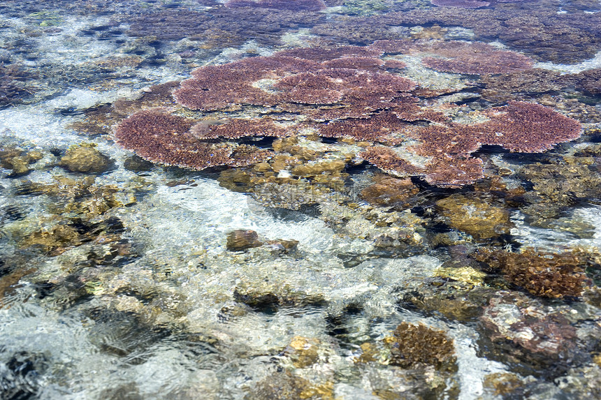 低潮珊瑚海景海岸热带海葵海滩海胆息肉生活水族馆海洋图片