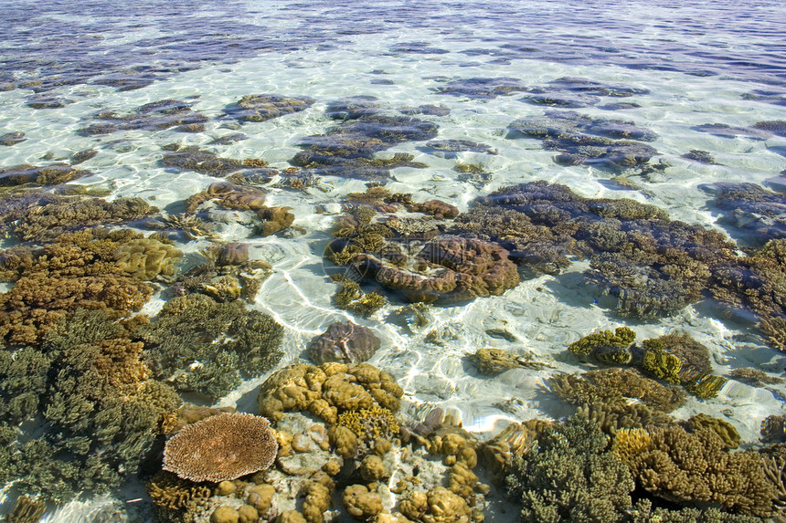 低潮珊瑚生活海景海滩息肉热带海胆海葵风景海洋海岸图片