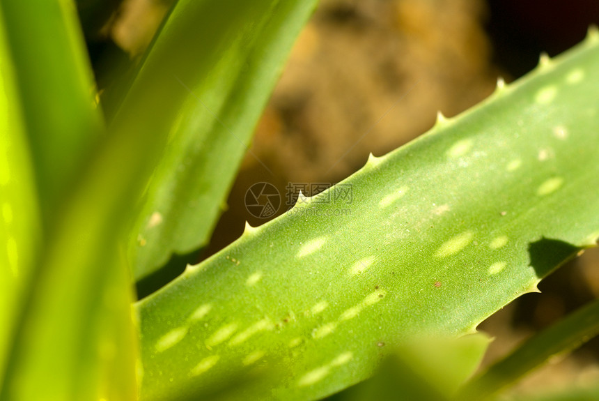 单体肺炎草本植物力量治愈植物生长愈合凝胶植物学浴缸维生素图片