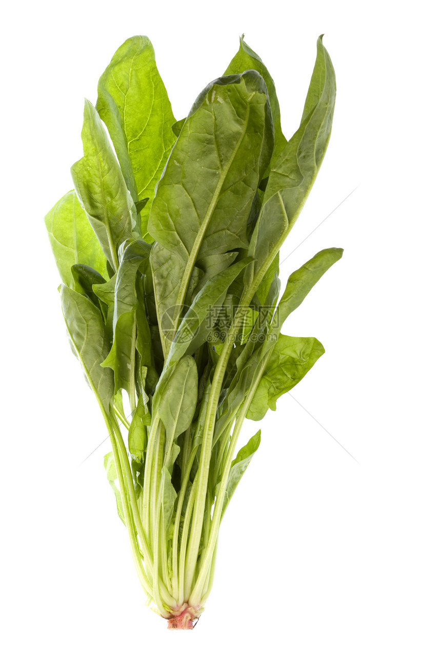 孤立的菠菜沙拉叶子蔬菜绿色农业食物营养植物青菜树叶图片