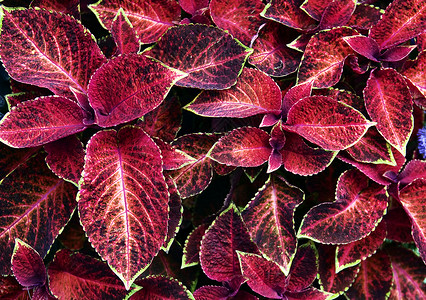 红叶背景花园植物叶子红色生活盘子背景图片