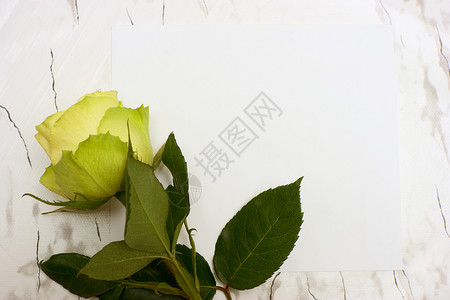 白叶纸上的玫瑰白色大理石叶子框架黄色花瓣床单绿色灰色空白背景图片