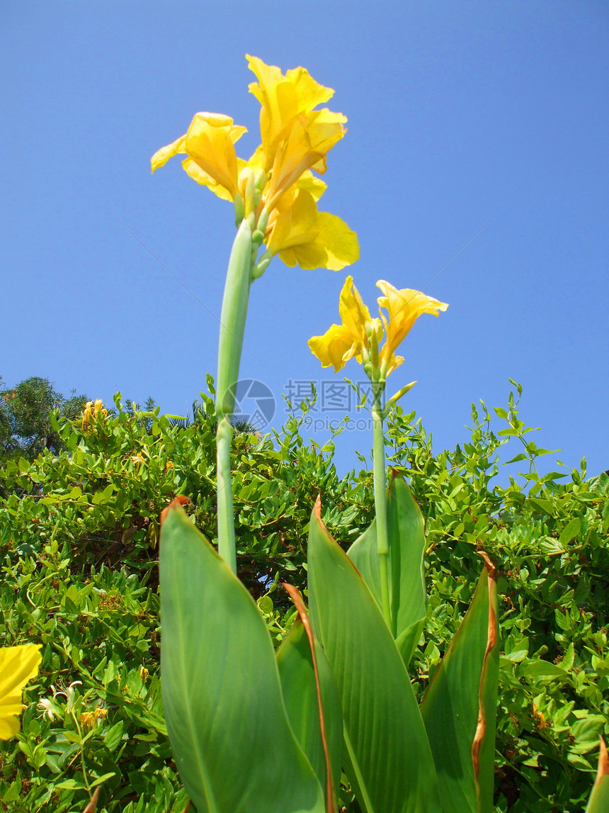 Canna 莉莉花黄色季节花园美人分支机构橙子太阳百合植物群季节性图片