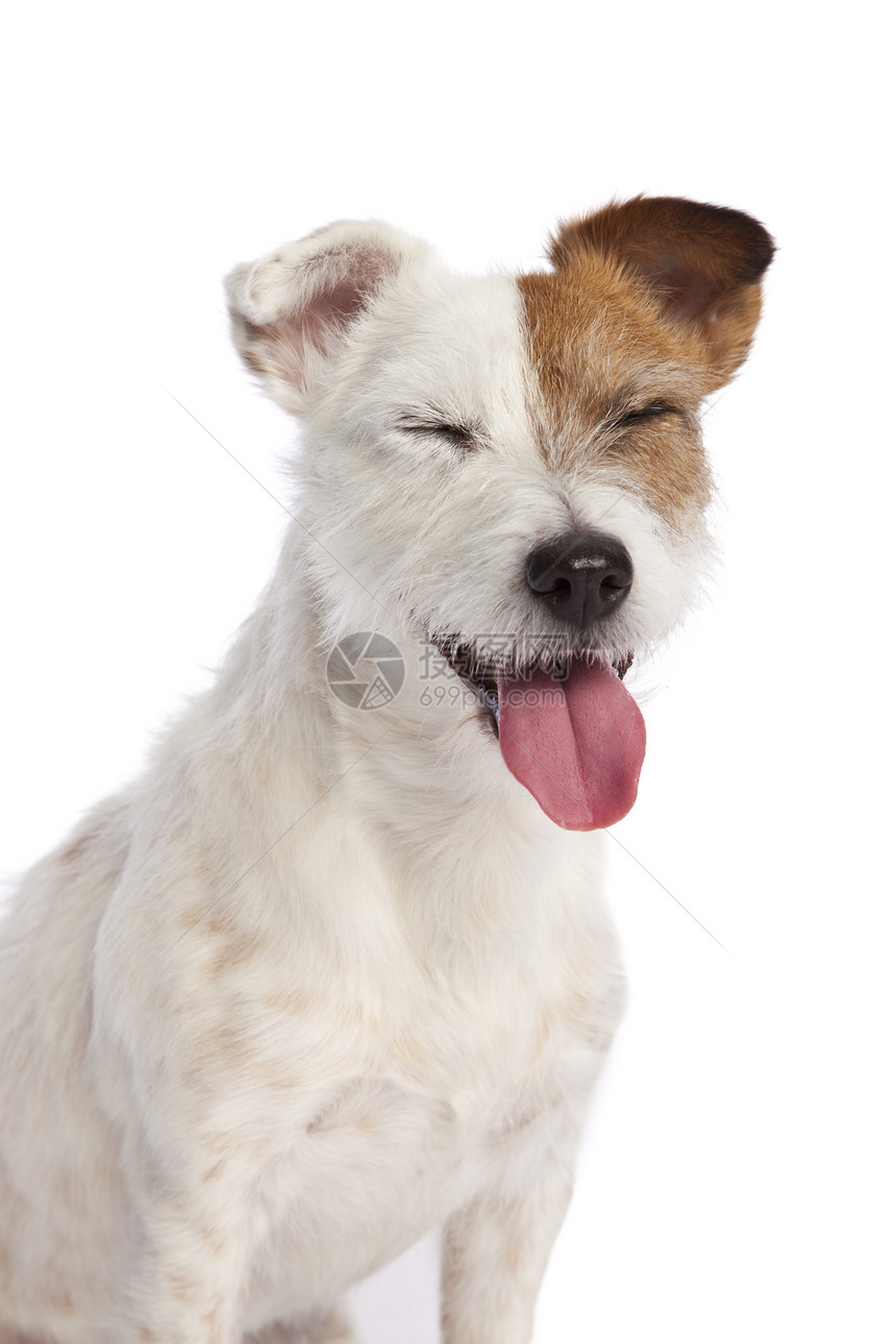 杰克鲁赛尔泰瑞尔微笑毛皮动物犬类耳朵舌头猎犬棕色工作室白色朋友图片