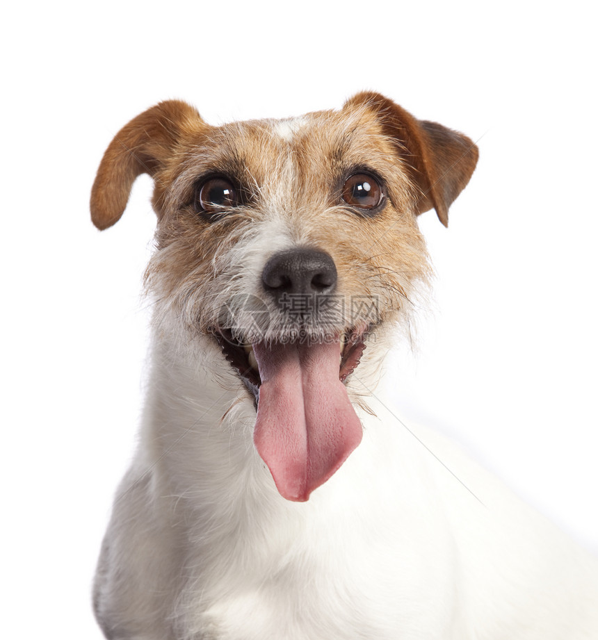 杰克鲁赛尔泰瑞尔微笑白色眼睛棕色毛皮猎犬工作室动物哺乳动物舌头小狗图片
