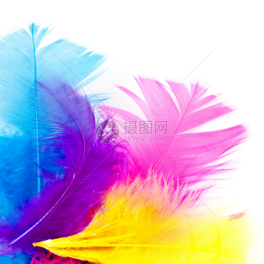 带复制空格的彩色羽毛艺术粉色黄色紫色蓝色白色图片