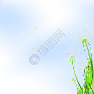 分散的蒲公英花层绒毛飞行场景草地脆弱性柔软度植物学植物种子插图设计图片