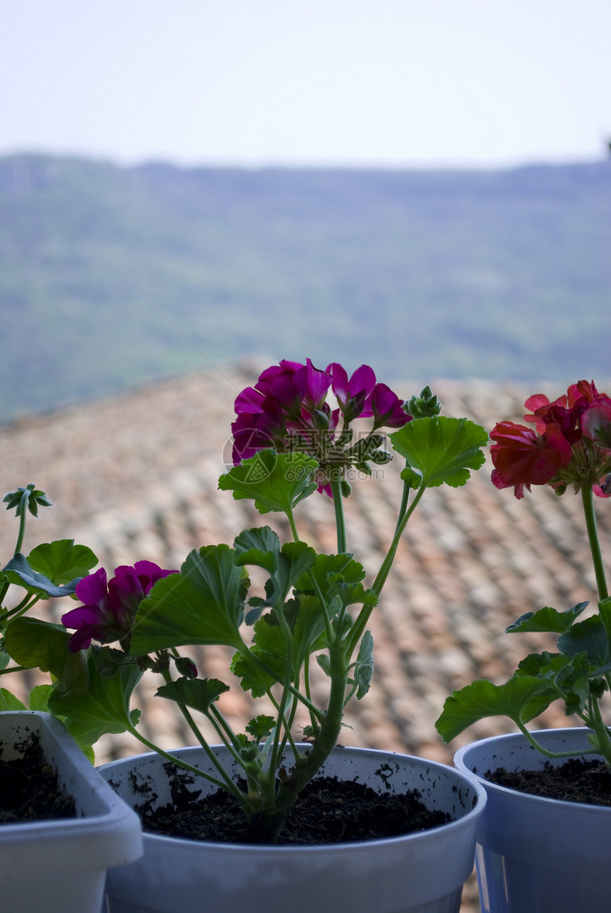 在阳台上的花朵阳光花园树叶晴天太阳园艺植物群植物花瓣花束图片