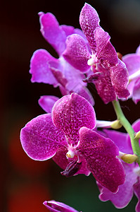 粉红色兰花紫色植物生态草本植物杓兰温室叶子兜兰植物学芦荟开花高清图片素材