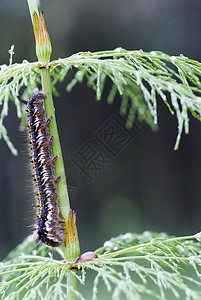 毛毛虫美丽动物群昆虫环境马尾宏观绿色植物毛虫蓝色背景图片