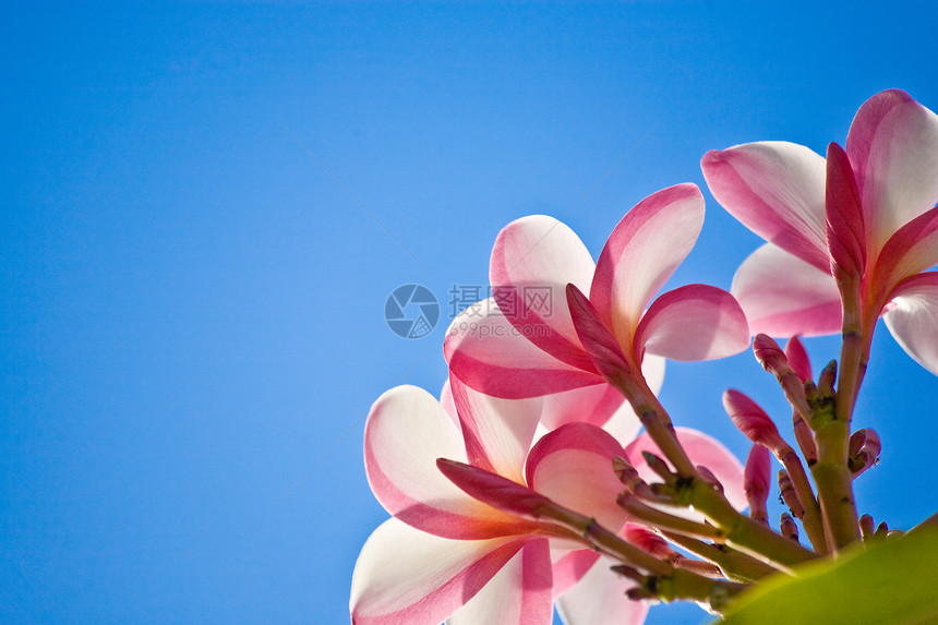 管道气候热带蓝色粉色花朵天空蓝天图片