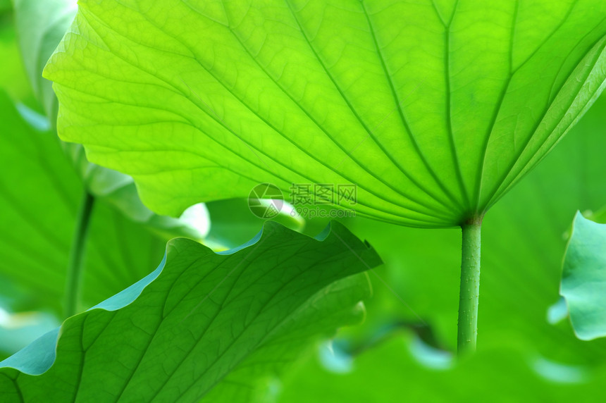 荷叶花园植物异国情调核桃属叶子花瓣风化树叶百合图片