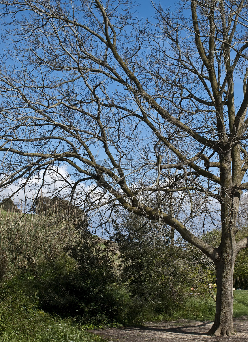 条木树树干绿色植物农村风景场景森林医学环境图片