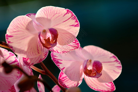 白兰花花瓣紫色花园兰花草本植物温室兜兰生态花萼叶子闻高清图片素材