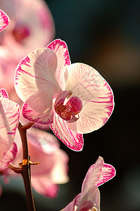 白兰花植物生态花园紫色风化芦荟温室园艺兜兰生物学声明高清图片素材