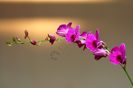 粉红色兰花条纹芦荟园艺雌蕊荒野生态叶子栽培植物学花瓣兰科高清图片素材