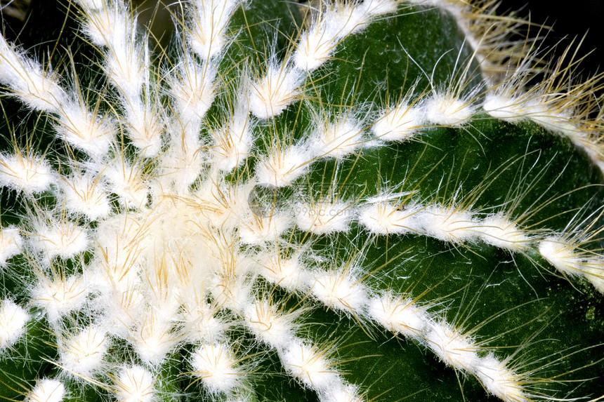 仙地多刺尖刺园艺衬套花园干旱荆棘沙漠植物园林图片