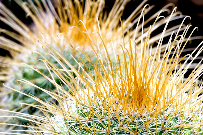 Cacti 仙地肉质花瓣植物学干旱植物荆棘园林多刺衬套沙漠图片