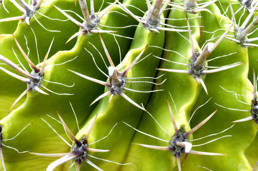 仙地植物群干旱衬套尖刺花园季节性花瓣沙漠植物绿色图片