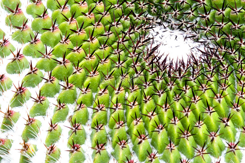 仙地多刺尖刺干旱园艺植物学沙漠绿色植物群花园季节性图片