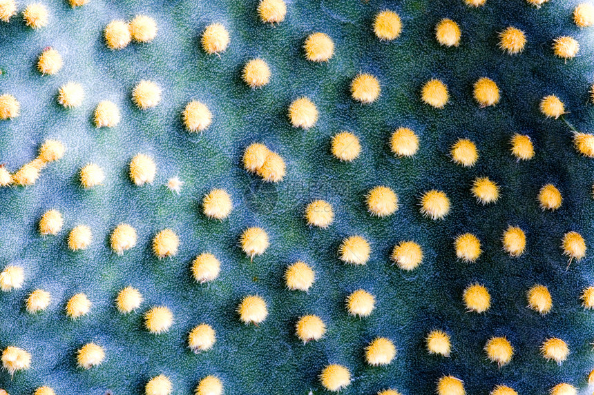 仙地绿色花园肉质尖刺园艺干旱荆棘植物学衬套多刺图片