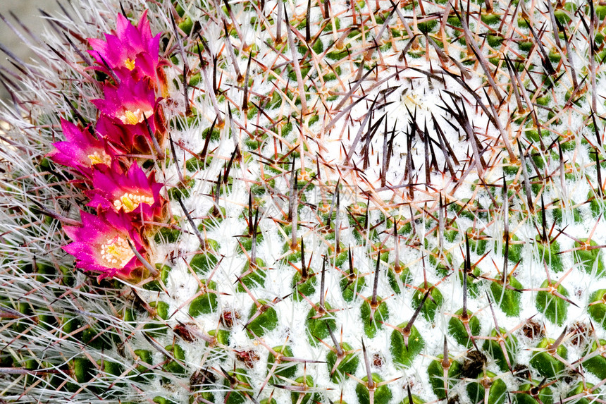 流动仙人掌园艺沙漠尖刺荆棘植物学衬套植物群肉质季节性绿色图片