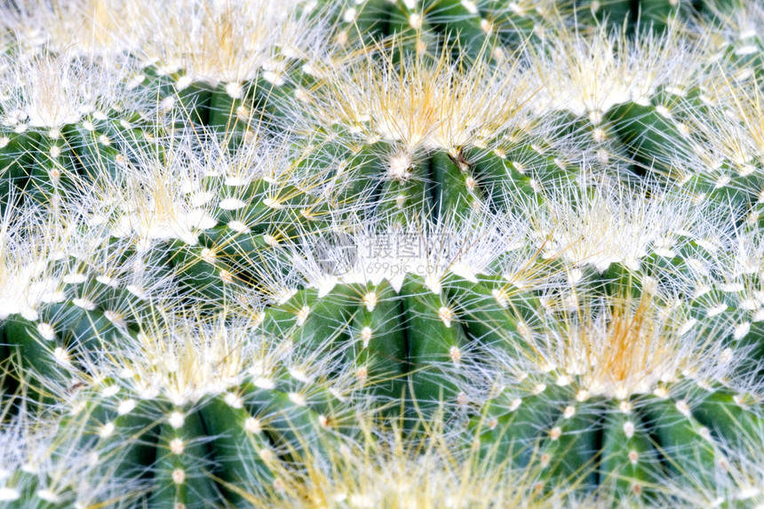 Cacti 仙地植物学绿色荆棘衬套花园多刺肉质植物群绿化尖刺图片
