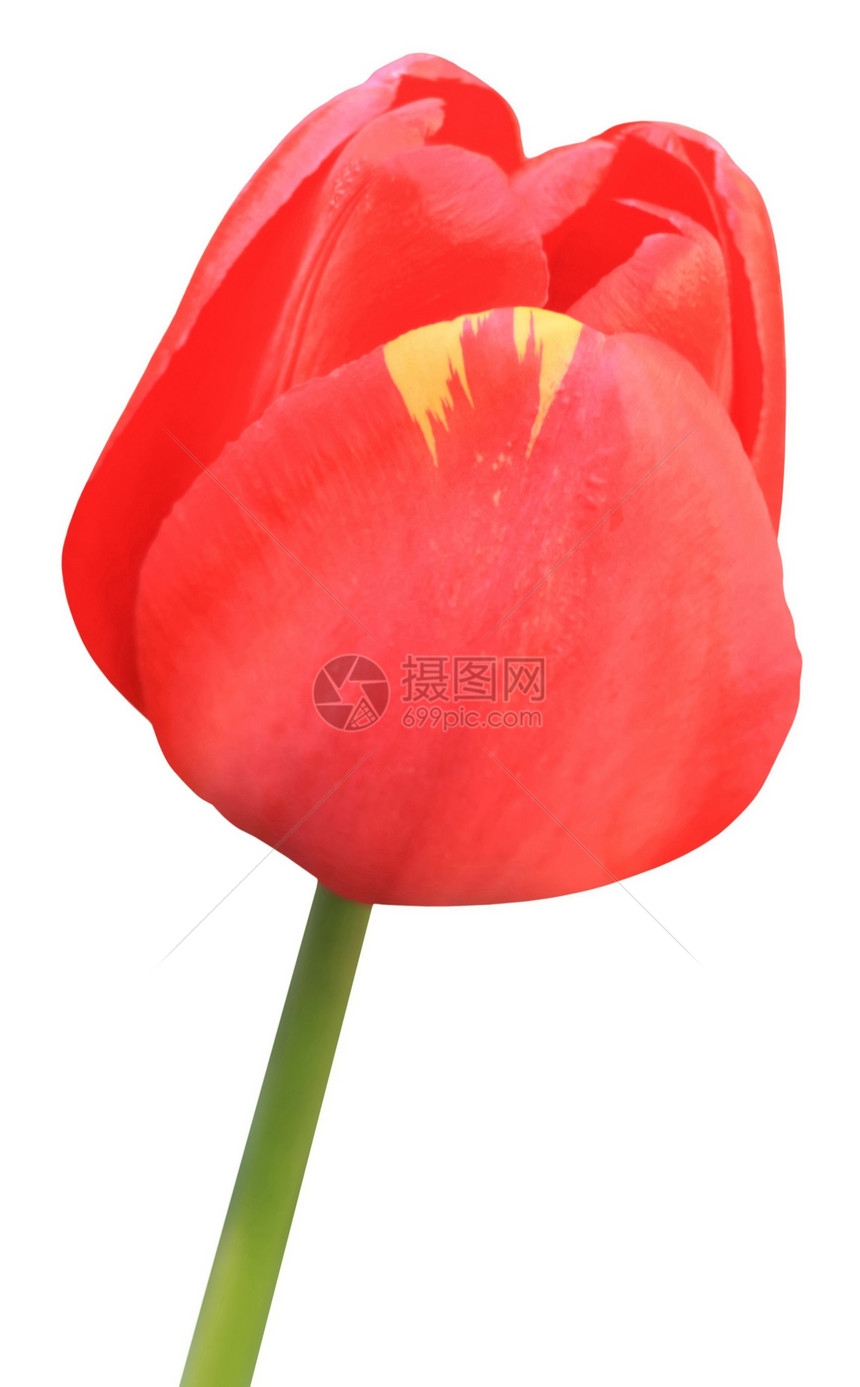 红色郁金图郁金香花瓣宏观植物白色植物群植物学图片