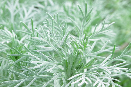 银环羽毛宏观菊科植物叶子驱虫药天使照片草本植物草本高清图片