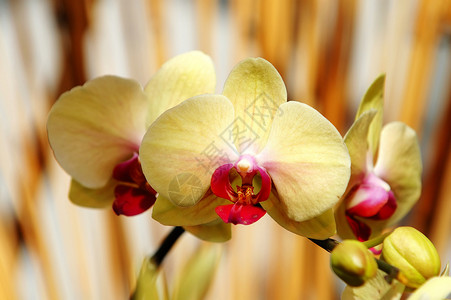 黄兰花条纹热带花瓣植物学芦荟荒野繁荣生态生物学花园兰科高清图片素材