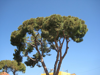 那棵树蓝色绿色天空背景图片