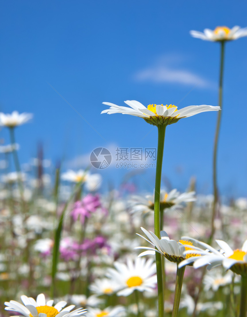 marguerite 语词植物学草地疗法花园药品辉光花瓣阳光植物群环境图片