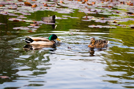 湖边的野鸭生态池塘脊椎动物动物水禽荒野羽毛账单男性游泳背景图片