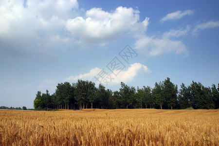 植树边框库免费领域 领域风景小麦天空金赛植树金子生长农田蓝天绿色背景