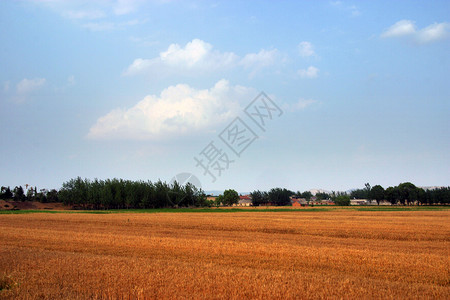 植树边框库免费领域 领域绿色金子金赛蓝天居住农田小麦风景农作物天空背景