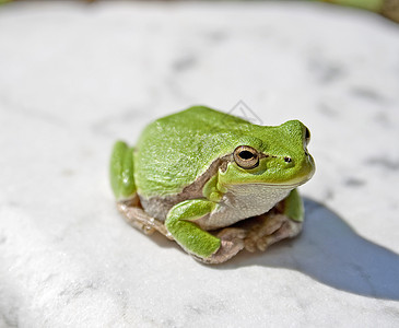 树蛙动物爬虫绿色两栖背景图片