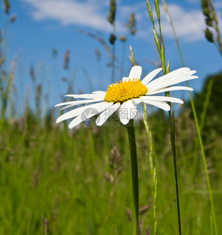 marguerite 语词雏菊阳光生长场地辉光疗法甘菊植物太阳背光图片