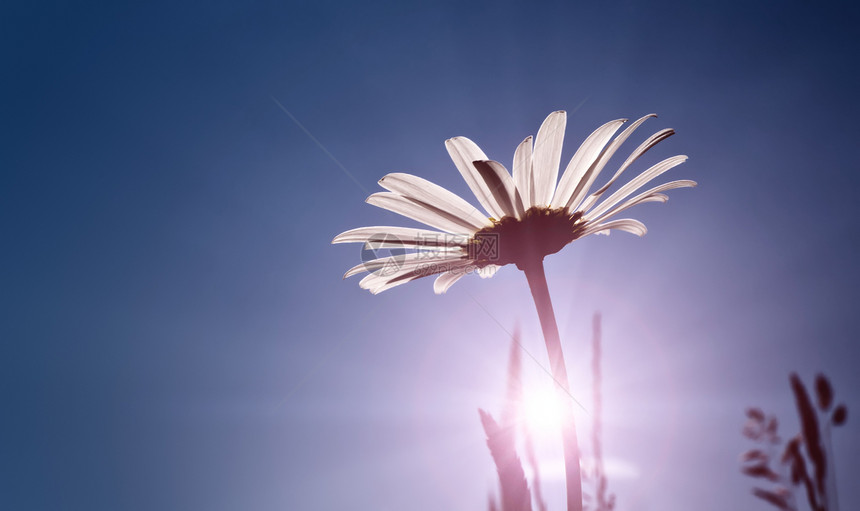 marguerite 语词植物群背光环境芳香生长阳光药品甘菊太阳雏菊图片