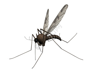 蚊虫森林插图白色背景图片