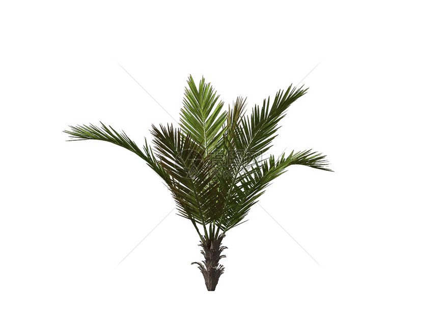 棕榈树插图棕榈光线海滩白色晴天图片