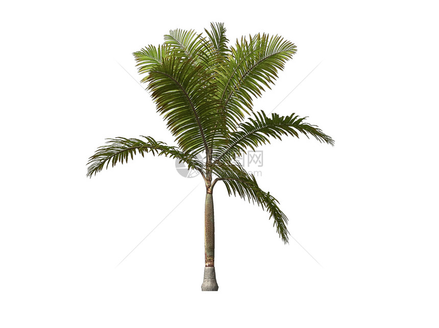 棕榈树白色海滩棕榈光线插图晴天图片