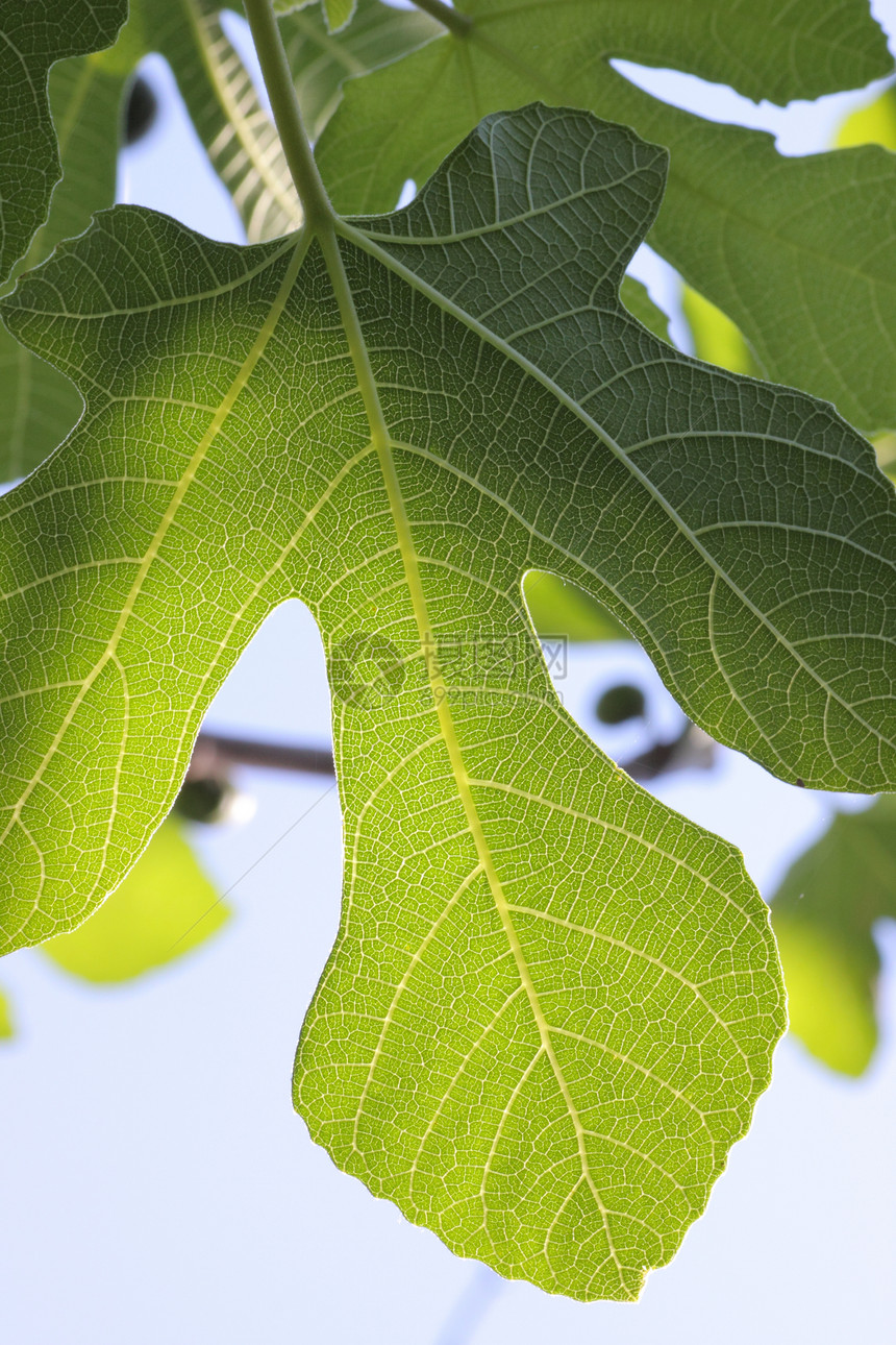 图页植物环境叶子图片