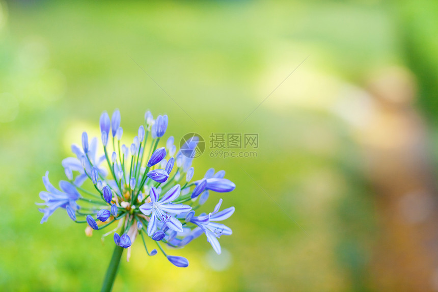 蓝花太阳射线魔法季节生态生活故事公园植物植物群图片