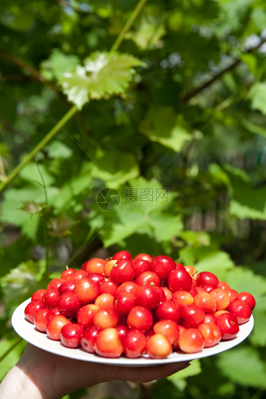 美味樱桃食物营养宏观保健小吃浆果树叶季节维生素花园图片