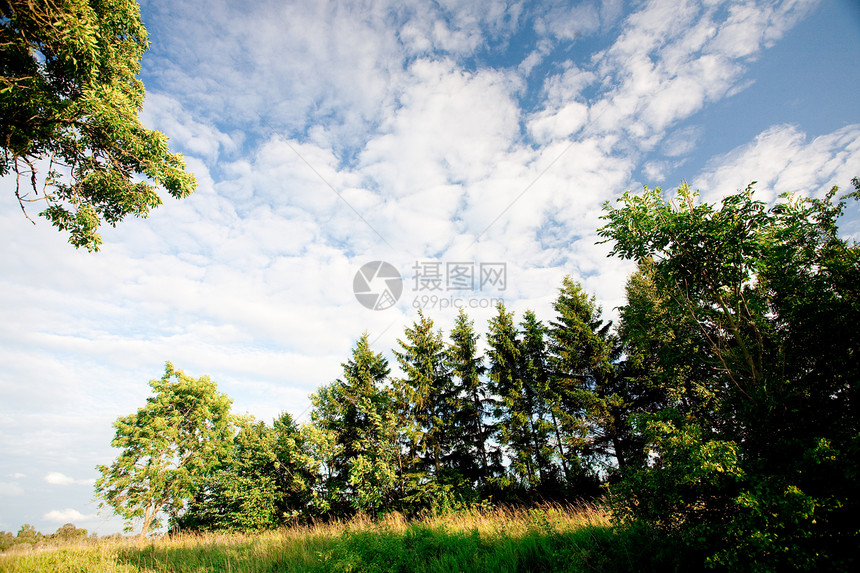 森林和天空蓝色农村天气国家叶子美丽云杉土地生长草地图片